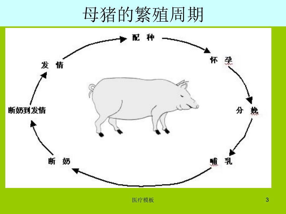 猪的配种技术(上)[仅供参考]_第3页