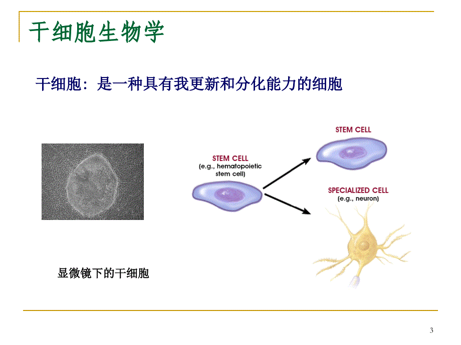 细胞生物学-21干细胞与组织工程_第3页