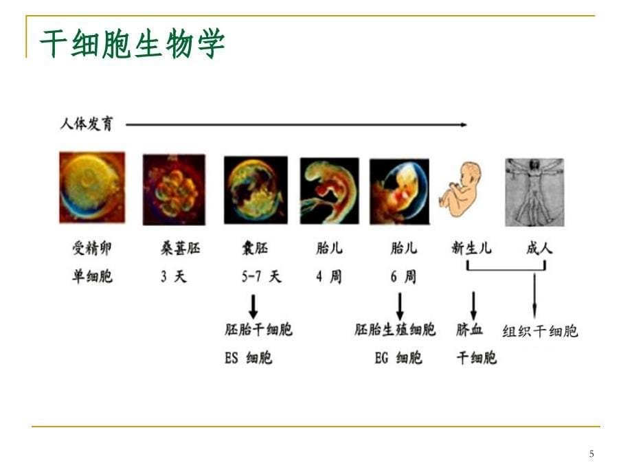 细胞生物学-21干细胞与组织工程_第5页