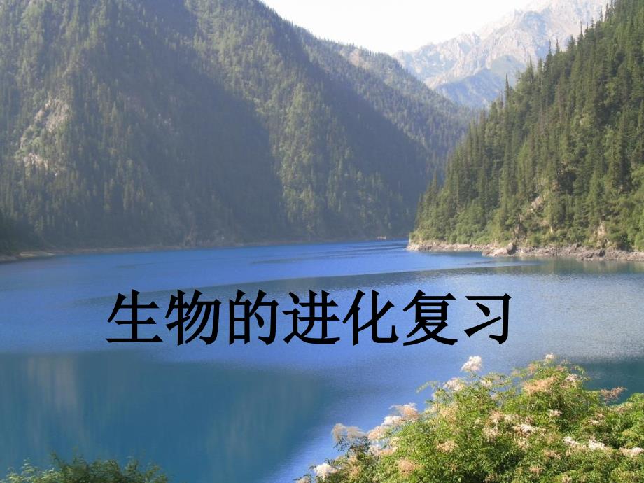 生物的进化复习_第1页