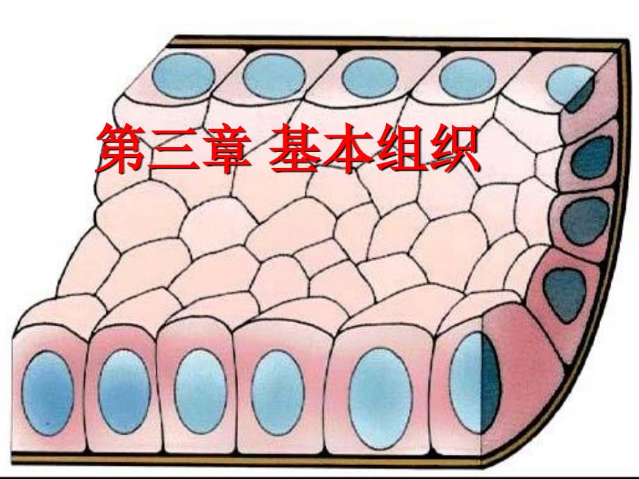 第三章基本组织_第1页