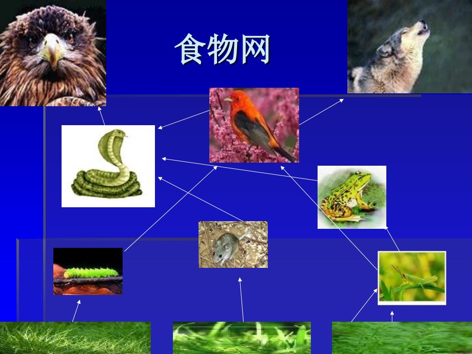 《维护生态平衡》课件_第4页