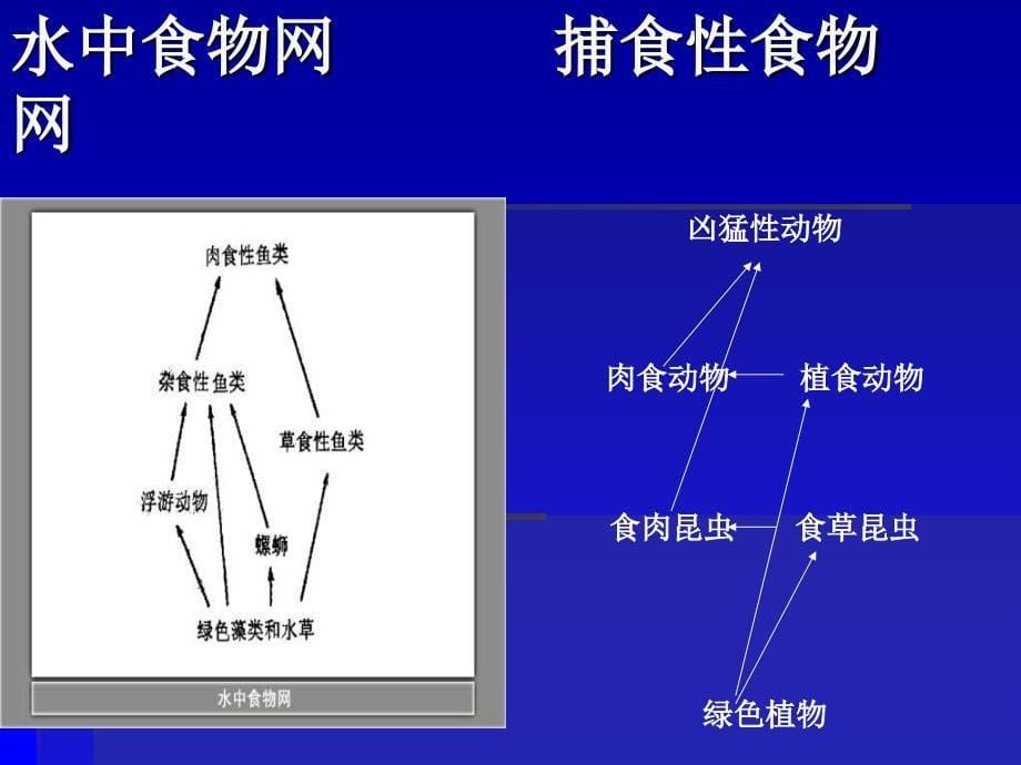 《维护生态平衡》课件_第5页