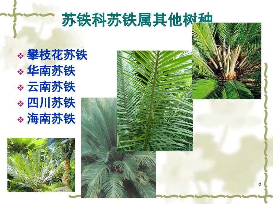 观赏植物品种识别棕榈型树木课堂PPT_第5页