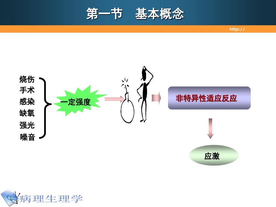 医学超级全之病生课件09应激3_第2页