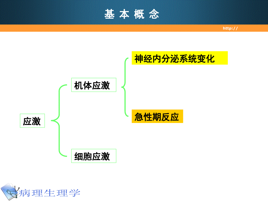 医学超级全之病生课件09应激3_第4页