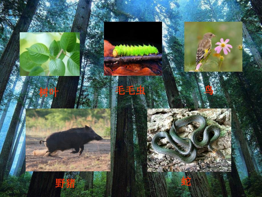 五年级上册科学课件－1.5食物链和食物网 ｜教科版 (共11张PPT)_第4页