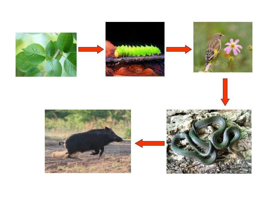 五年级上册科学课件－1.5食物链和食物网 ｜教科版 (共11张PPT)_第5页