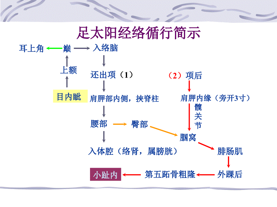 第七章足太阳经络与腧穴PPT课件_第4页