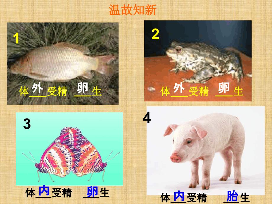 初中八年级生物上册191动物的生殖名师优质课件2苏科版_第2页