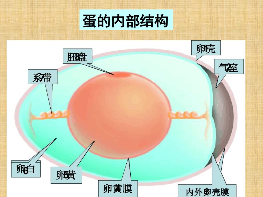 初中八年级生物上册191动物的生殖名师优质课件2苏科版_第3页