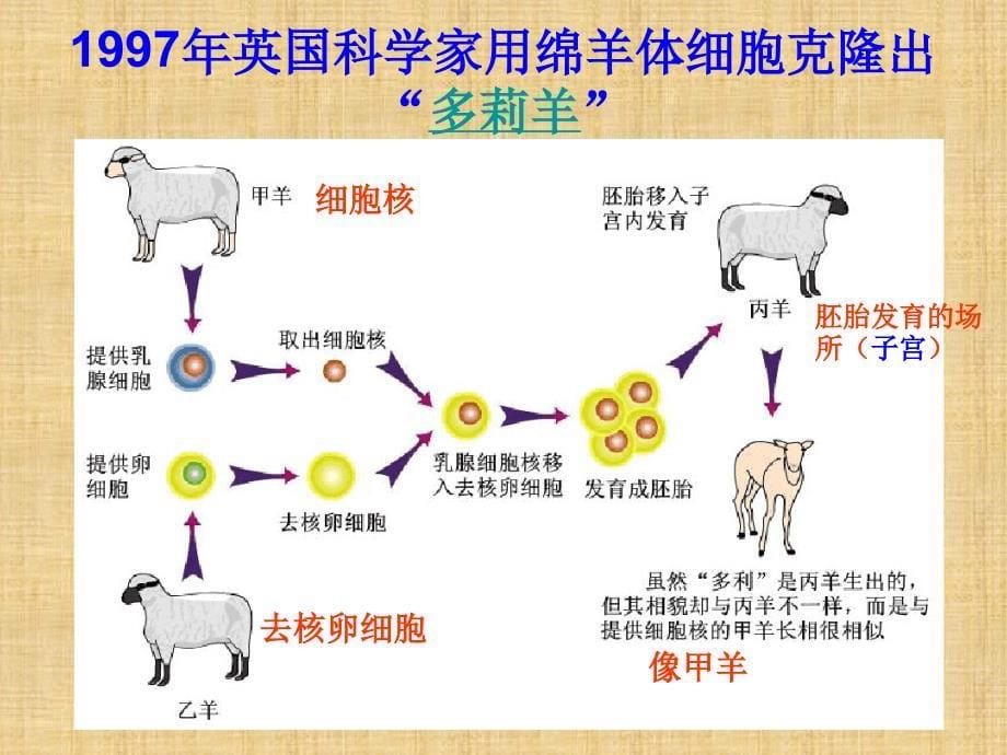 初中八年级生物上册191动物的生殖名师优质课件2苏科版_第5页