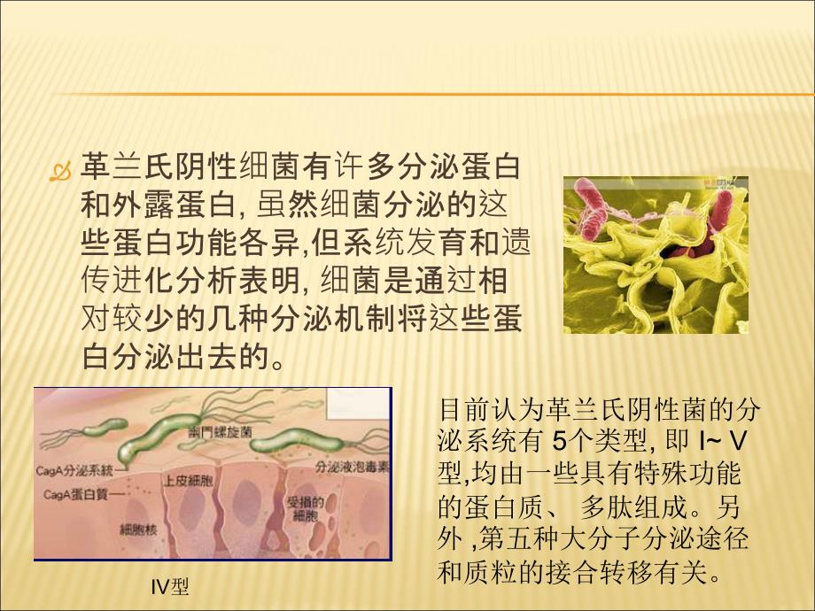 细菌III型分泌系统_第4页