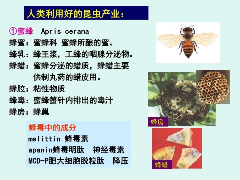 《生药学动物生药》PPT课件.ppt_第4页