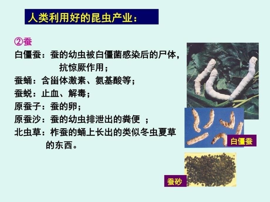 《生药学动物生药》PPT课件.ppt_第5页