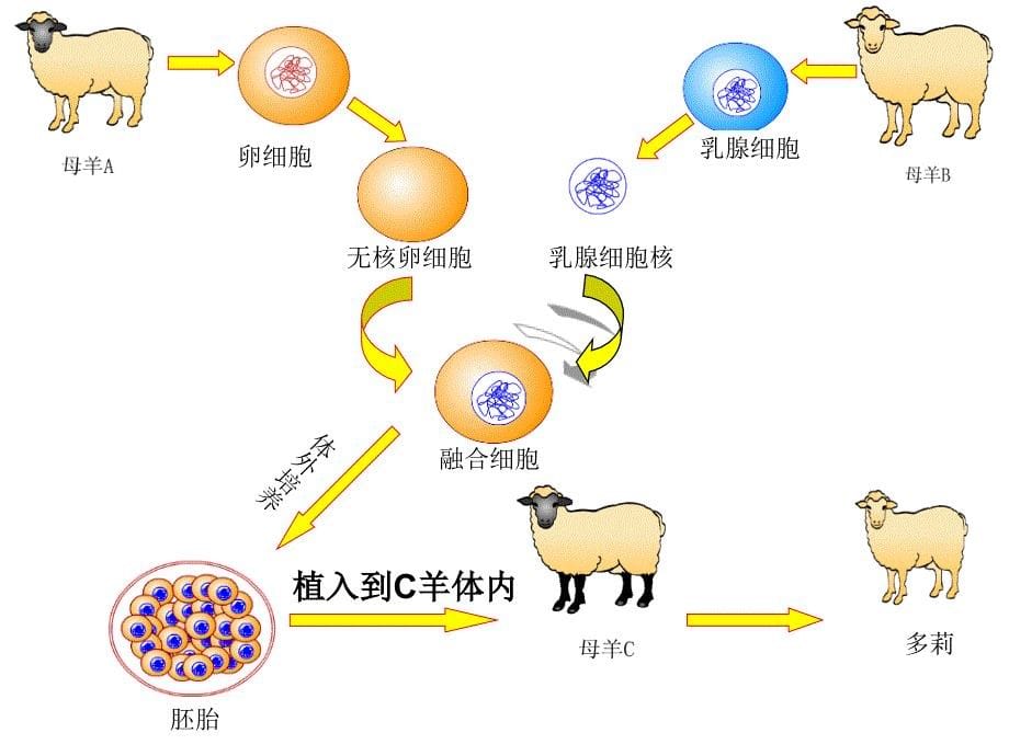 初一生物课件_第5页