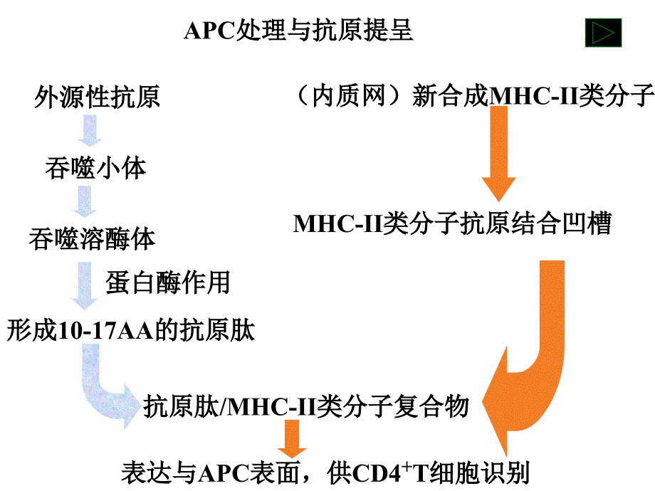 《特异性免疫应答》PPT课件.ppt_第2页