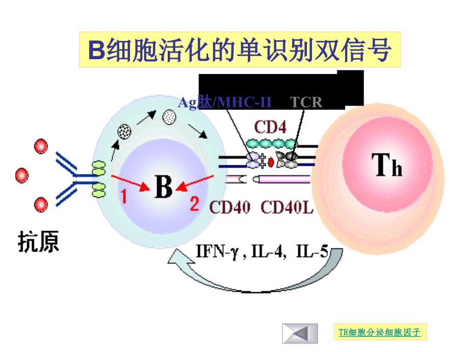 《特异性免疫应答》PPT课件.ppt_第3页