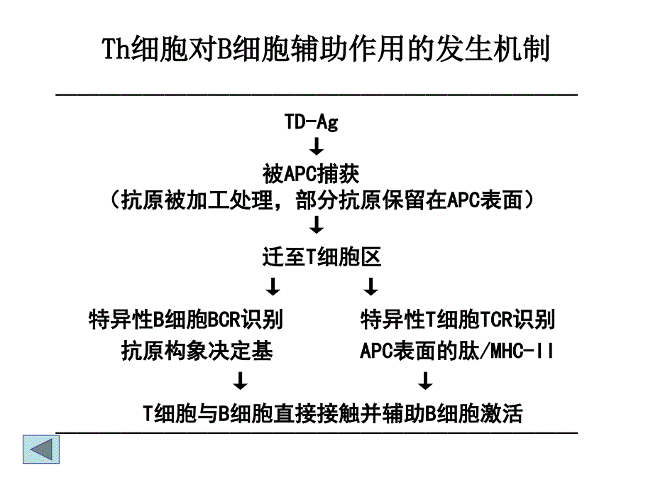 《特异性免疫应答》PPT课件.ppt_第4页