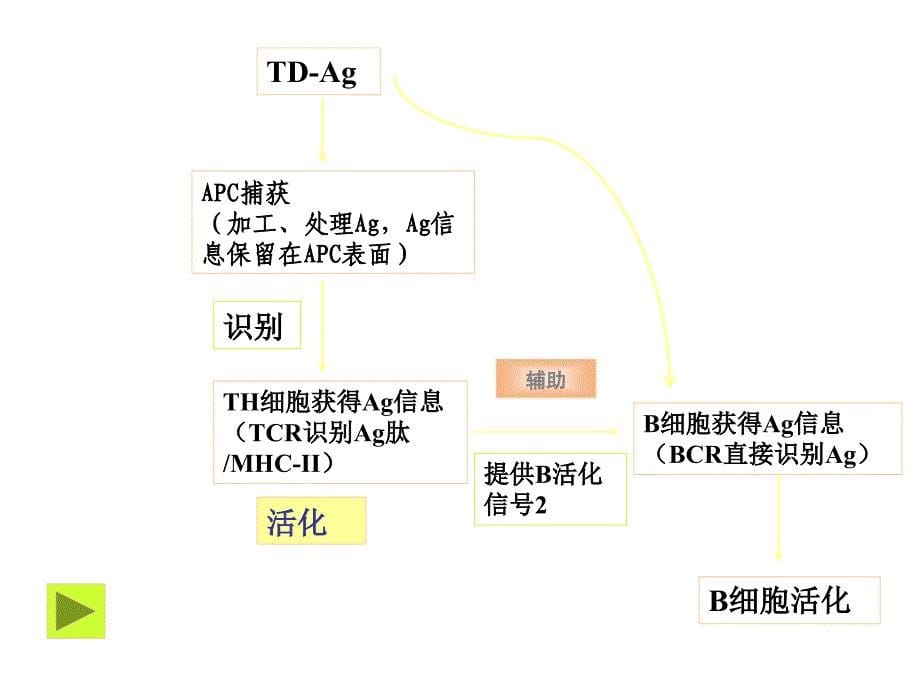 《特异性免疫应答》PPT课件.ppt_第5页