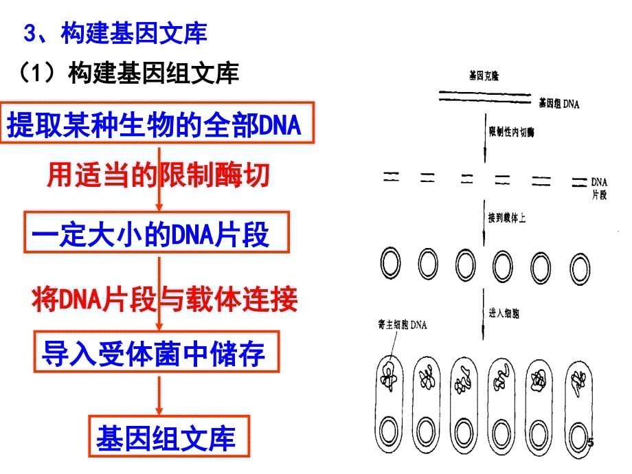 基因工程的基本操作程序课堂PPT_第5页