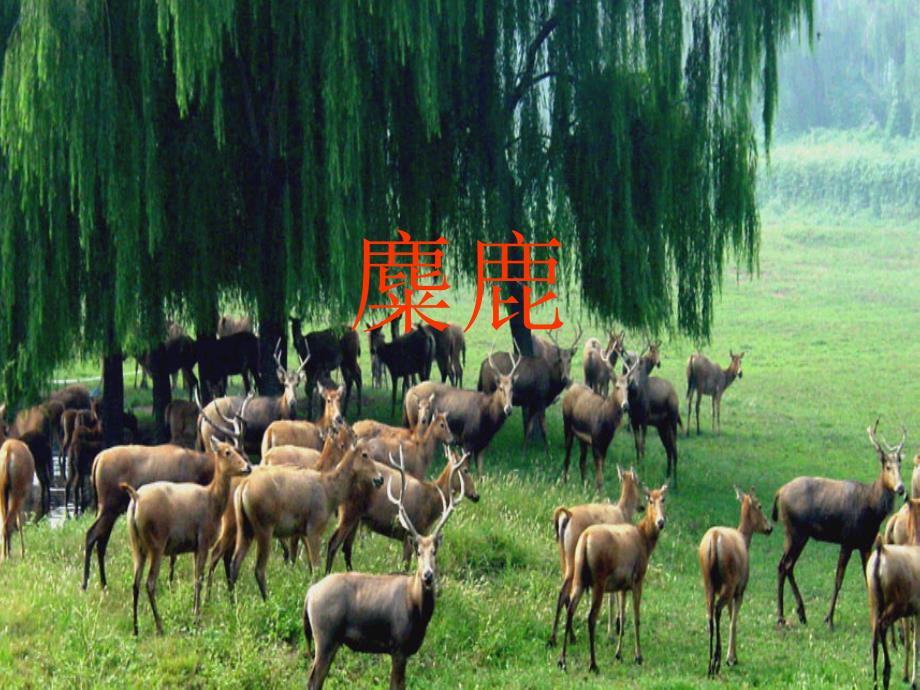 《麋鹿》课件_第1页