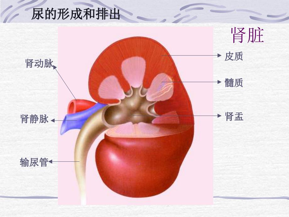 第二节尿液的形成和排出_第4页