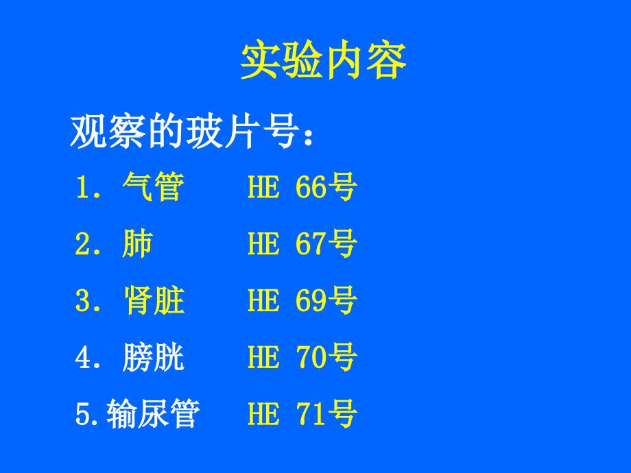 组织学与胚胎学实验：实验九、呼吸、泌尿系统_第3页