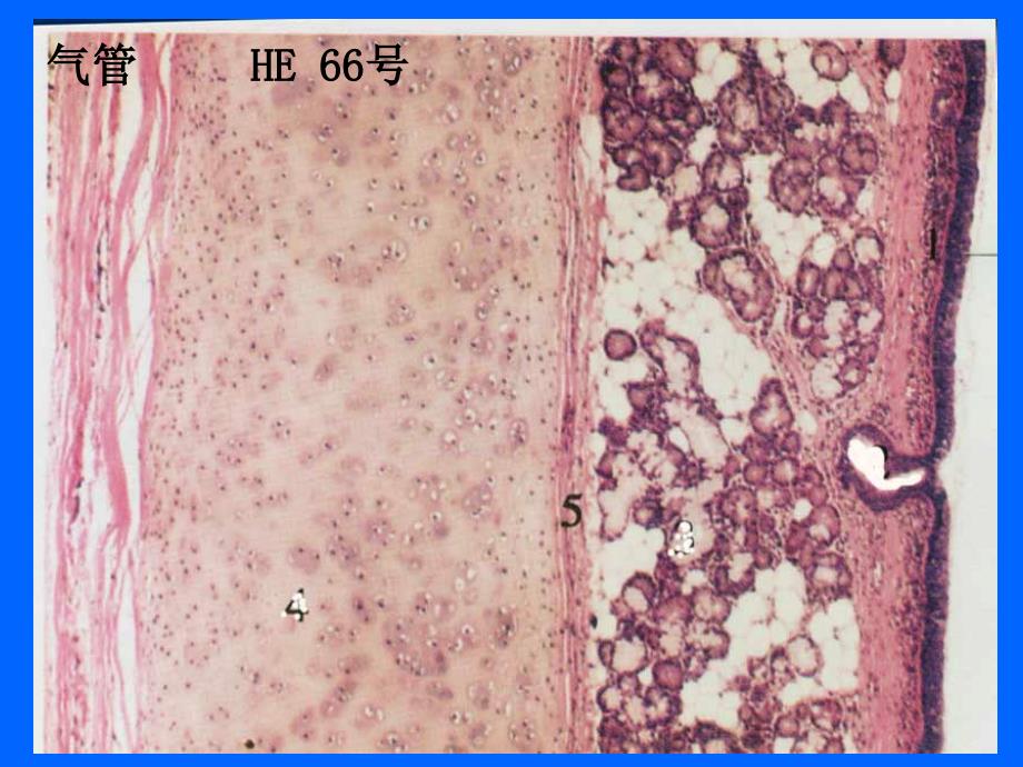 组织学与胚胎学实验：实验九、呼吸、泌尿系统_第4页