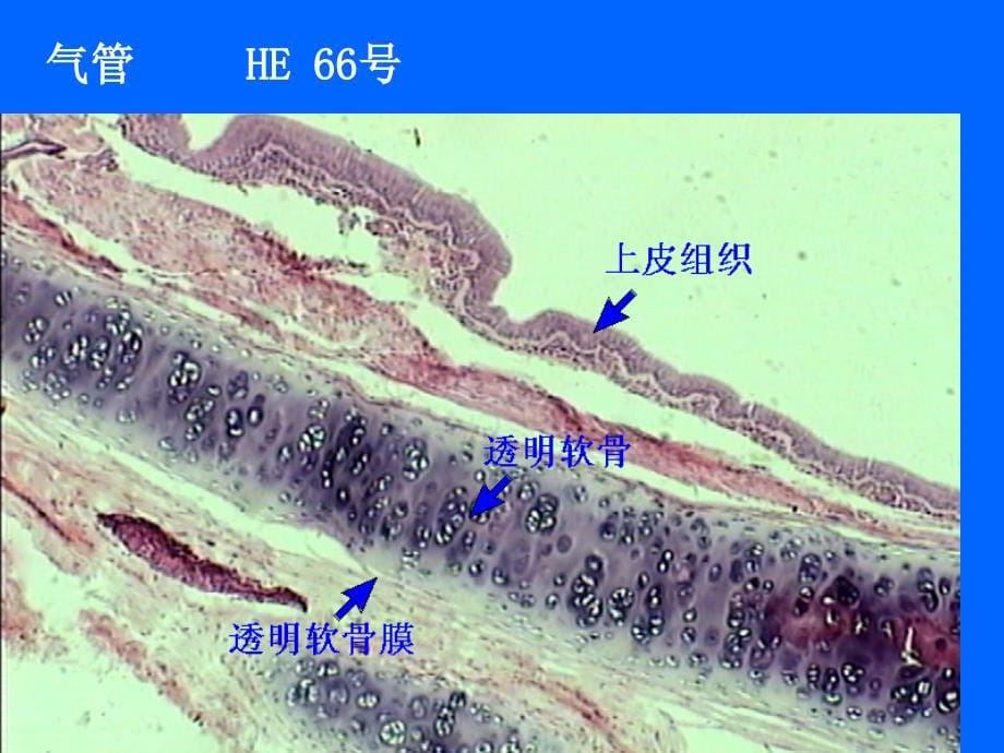 组织学与胚胎学实验：实验九、呼吸、泌尿系统_第5页