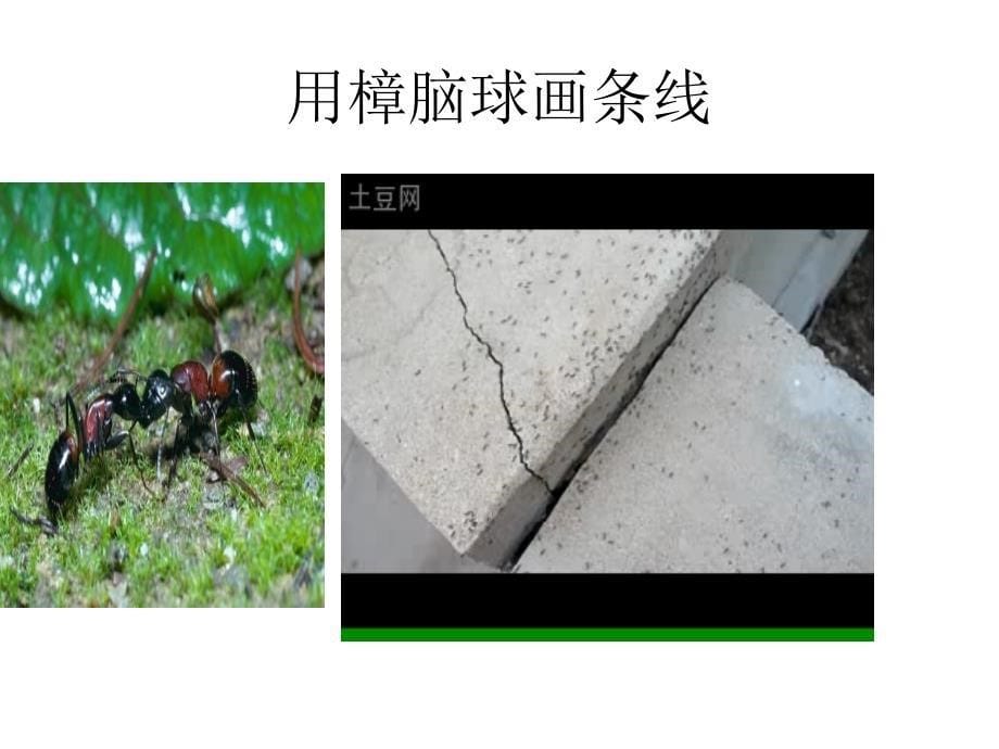 生物是怎样传递信息的课件_第5页