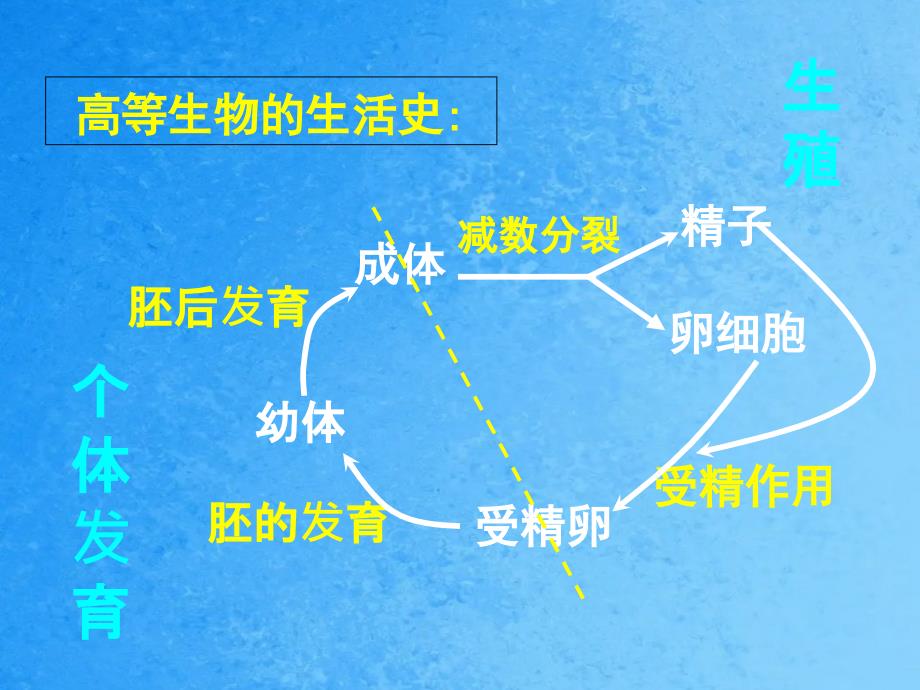 有性生殖和个体发育ppt课件_第2页