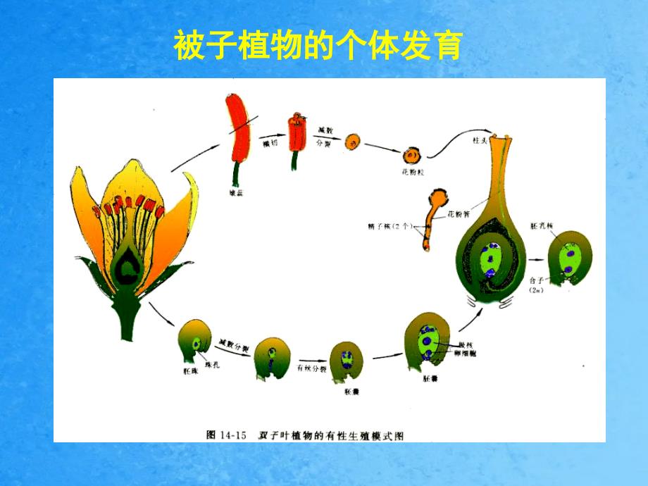 有性生殖和个体发育ppt课件_第4页