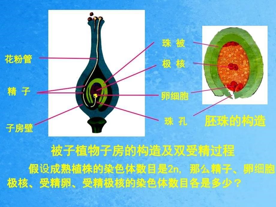 有性生殖和个体发育ppt课件_第5页