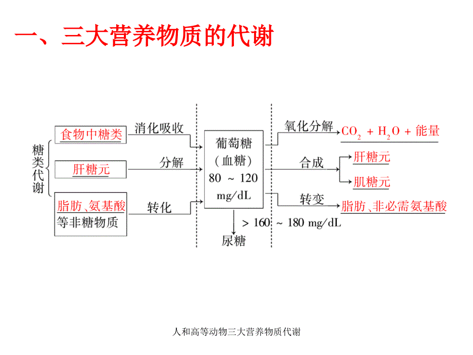 人和高等动物三大营养物质代谢课件_第2页