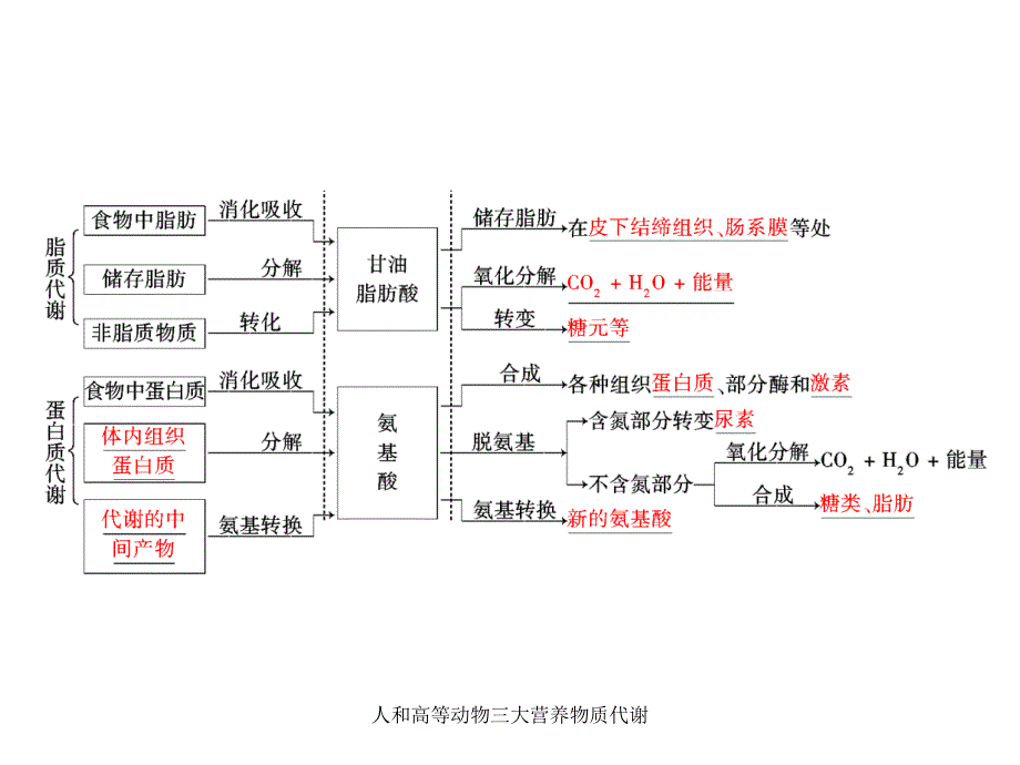 人和高等动物三大营养物质代谢课件_第3页