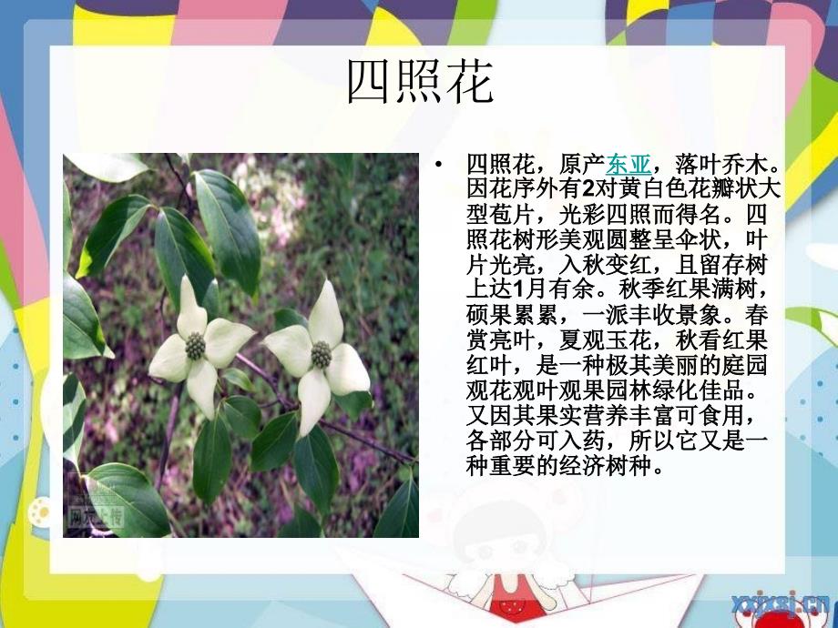 园林绿化植物种类介绍_第3页