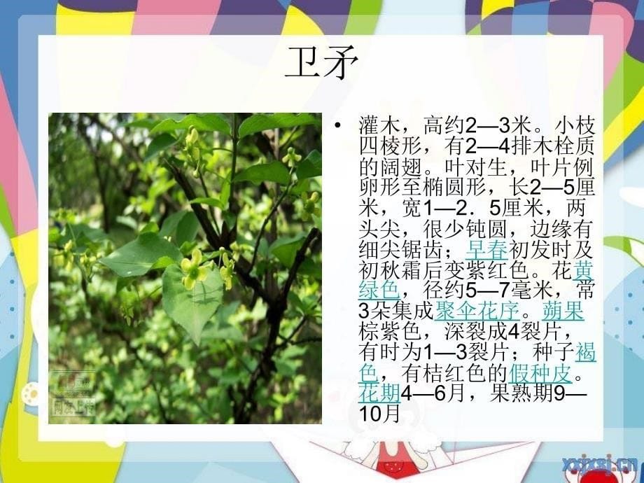 园林绿化植物种类介绍_第5页