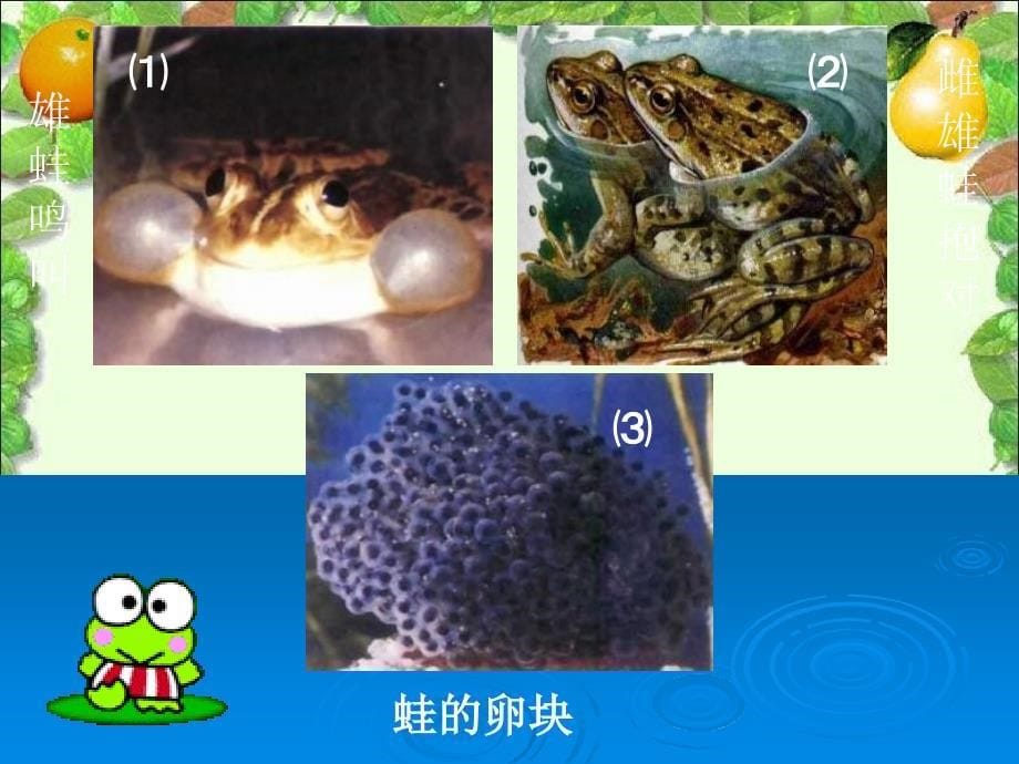 八年级生物两栖动物的生殖和发育1课件_第5页