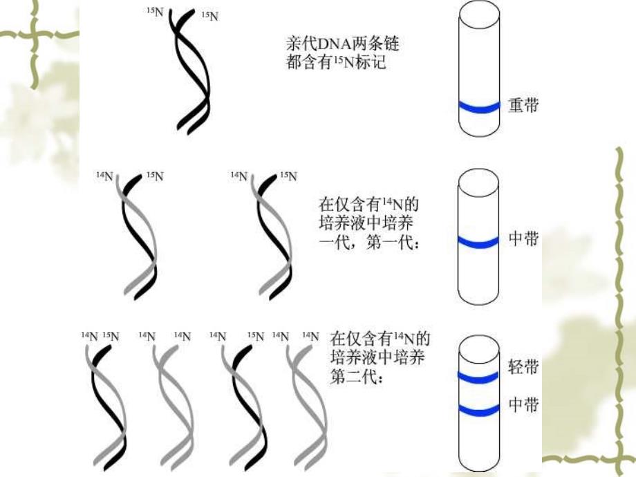 高中生物必修二DNA复制_第3页