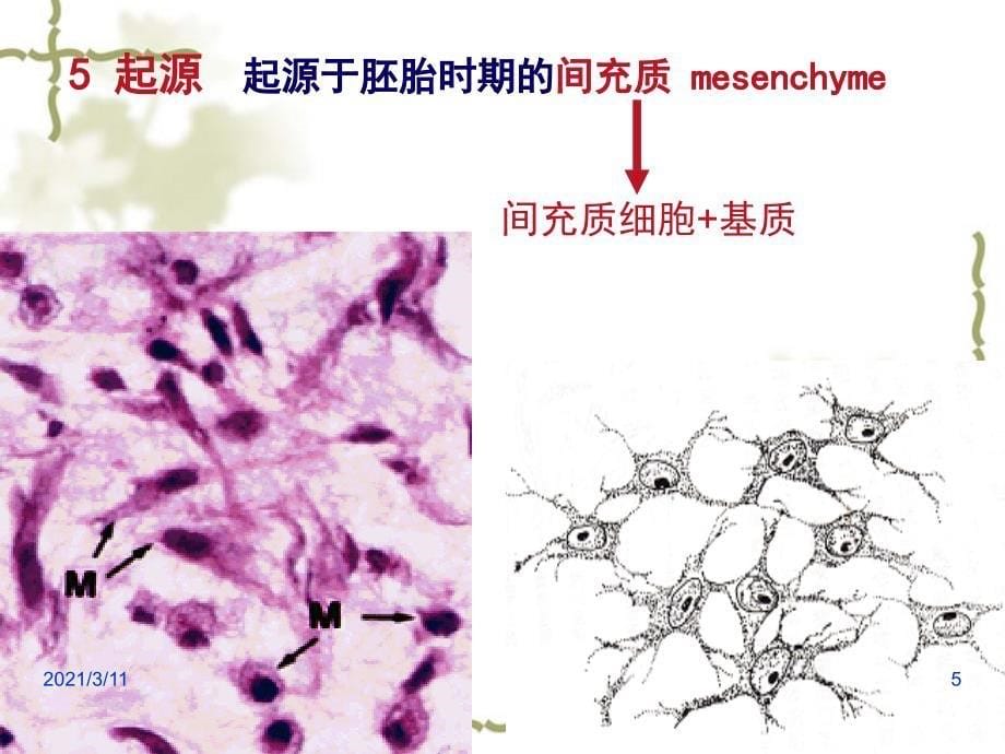 第3讲-固有结缔组织_第5页