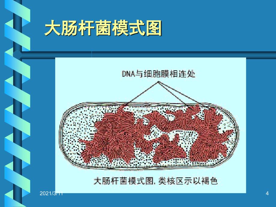 细菌基因组结构与功能_第4页