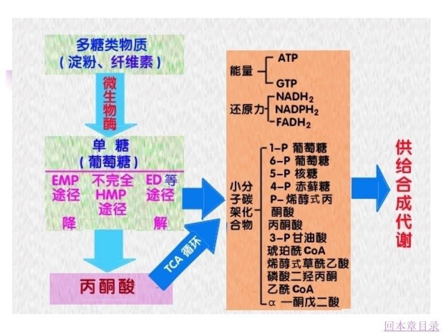 微生物的代谢与发酵控制_第5页