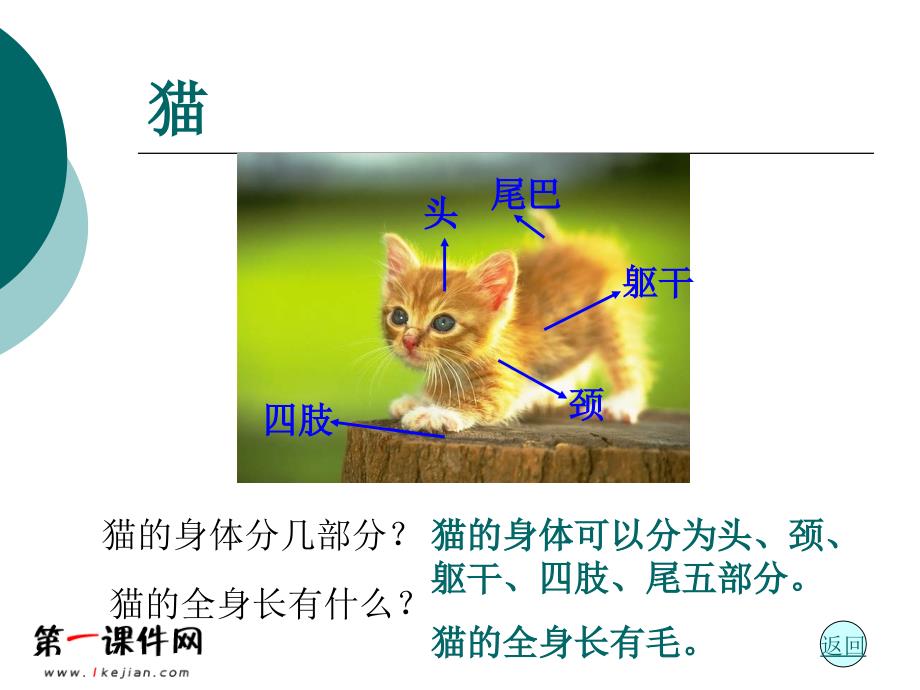 青岛版小学三年级科学下册《猫和兔》课件1_第4页