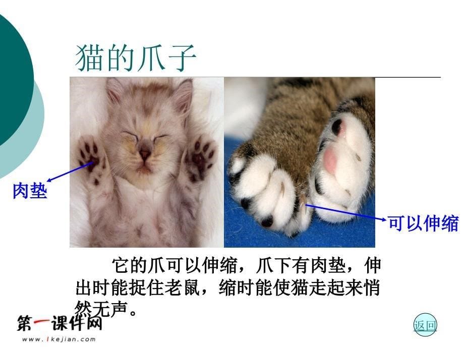 青岛版小学三年级科学下册《猫和兔》课件1_第5页