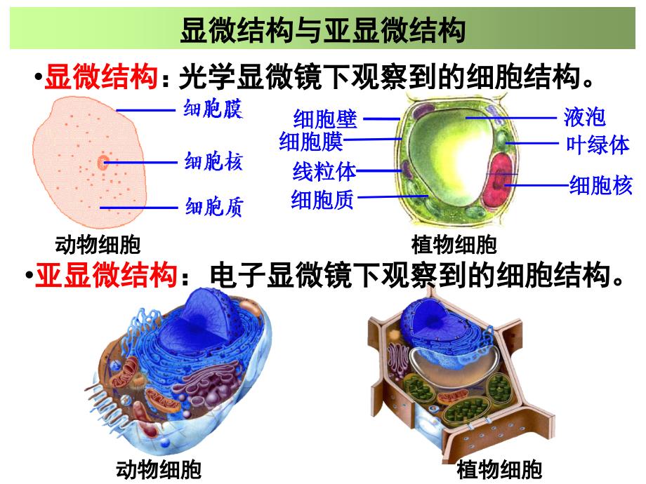 细胞器讲解一轮复习必修一_第2页