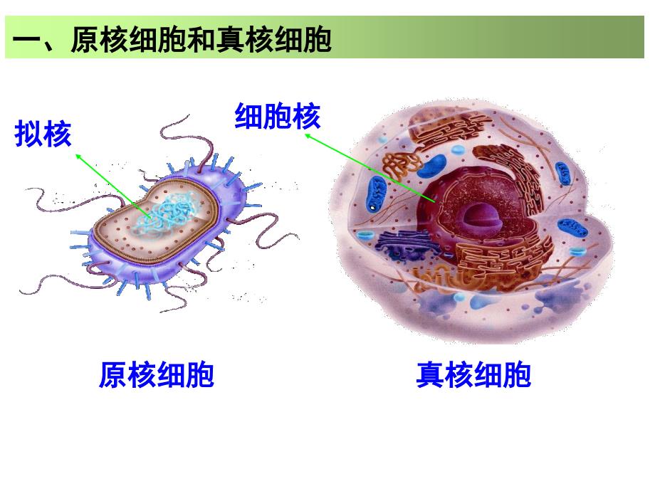 细胞器讲解一轮复习必修一_第3页