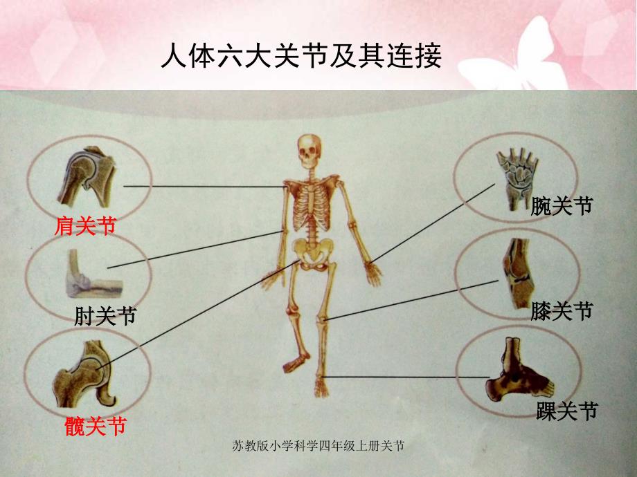 苏教版小学科学四年级上册关节课件_第3页