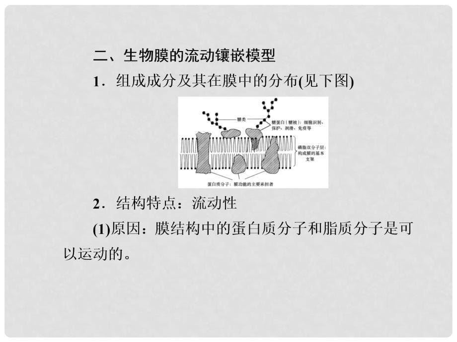 新高考第一轮总复习 第八课时 第2、3节 生物膜的流动镶嵌模型、物质的跨膜运输课件 新人教版_第5页