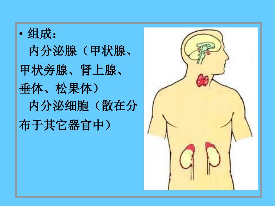 内分泌系统ppt_第2页